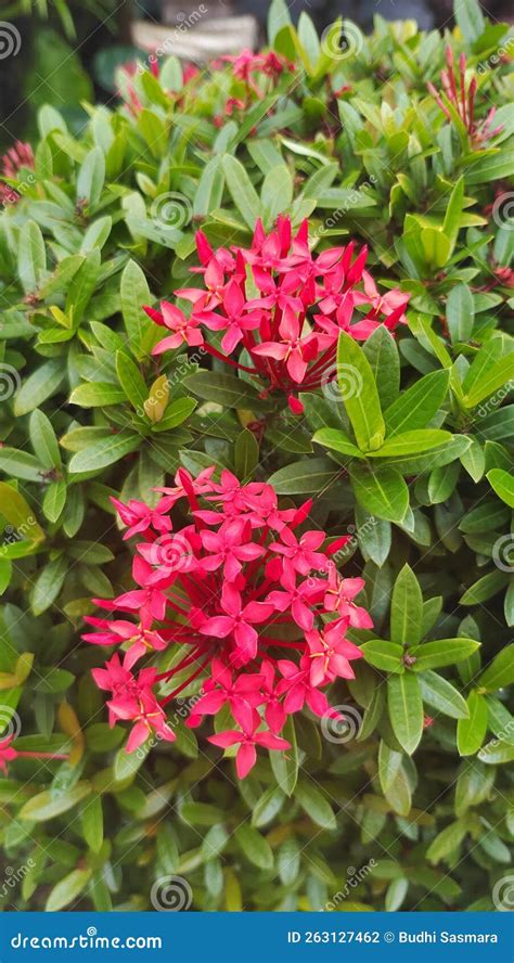 Species of Plant of the Genus Ixora Stock Photo - Image of genus, ixora ...