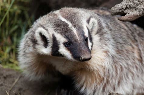 About American Badger - Behavior, Diet, Characteristics, & Facts