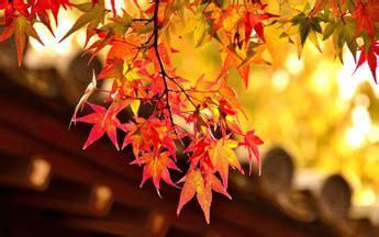 Japanese autumn foliage | Fujita Kanko Inc.