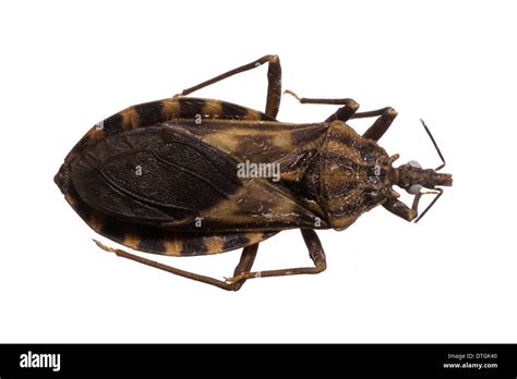 Triatoma migrans, triatomine bug Stock Photo - Alamy