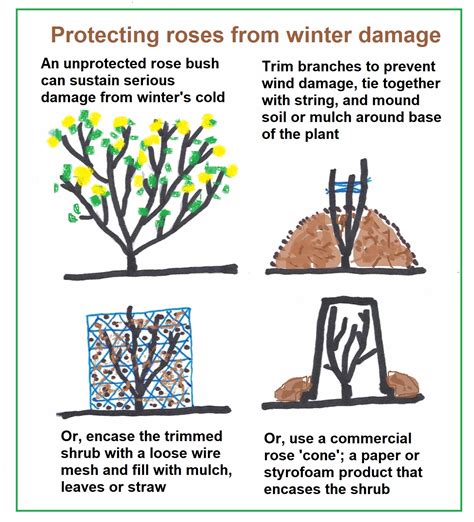 The Dracut Garden Club: Winter Protection for Roses