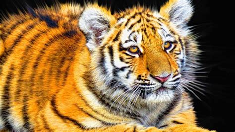 Tiger Cub Wallpaper,HD Animals Wallpapers,4k Wallpapers,Images ...