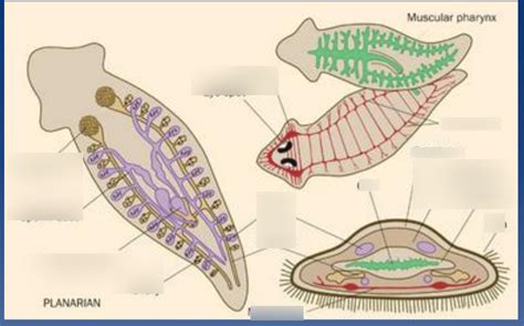 Turbellaria body plan Diagram | Quizlet