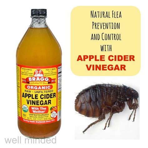 using apple cider vinegar for natural flea prevention and control ...