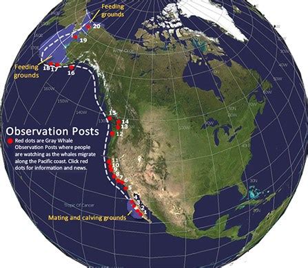 California Gray Whale Migration - Redwood National and State Parks (U.S ...