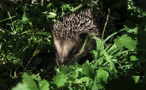 Hedgehog Hibernation Explained – What You Need to Know – thepetsavvy.com