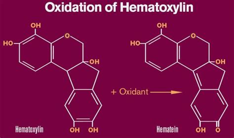 An Intro to Hematoxylin: Staining Protocol, Hematein Formation