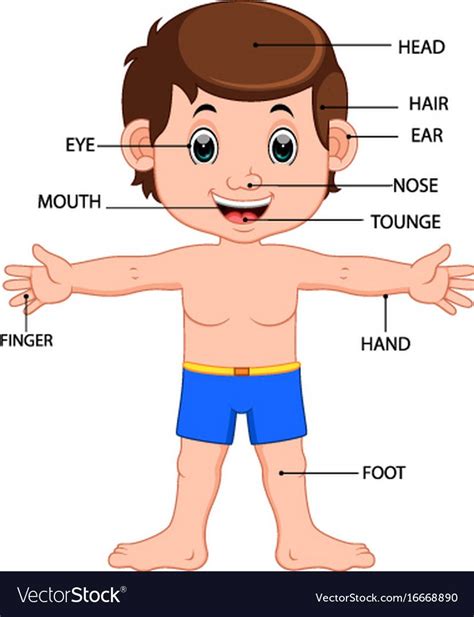 Body Parts For Kids, Body Parts Preschool, Preschool Activity ...