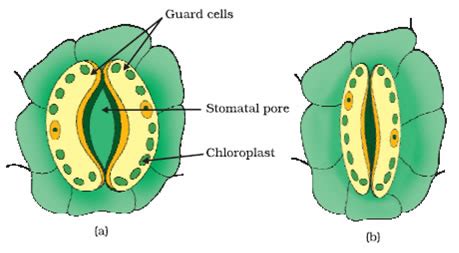 Plant Life: Gas Exchange in Plants