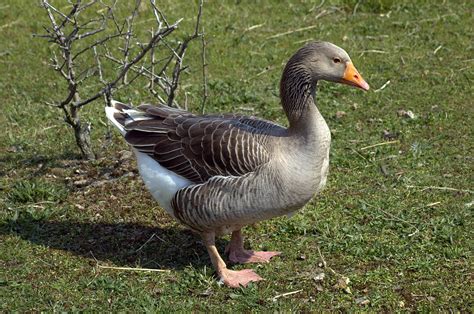 List of goose breeds - Wikipedia