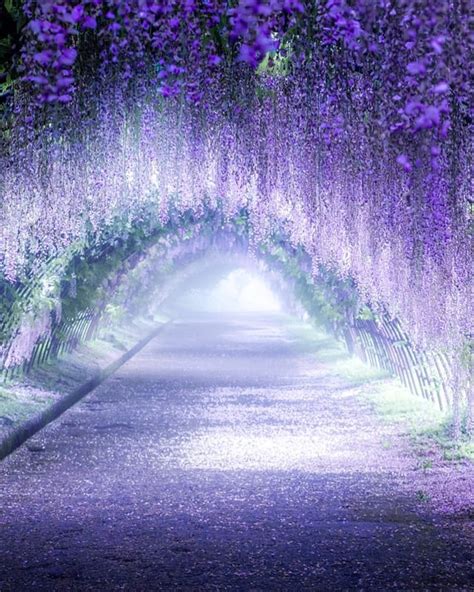 Wisteria tunnel in Kitakyushu, Japan : r/oddlysatisfying