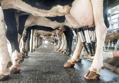 'Selective dry cow therapy is the future for dairy' - Agriland.ie