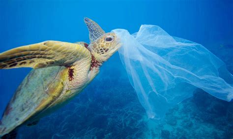 What do sea turtles eat? Unfortunately, plastic bags. | Stories | WWF