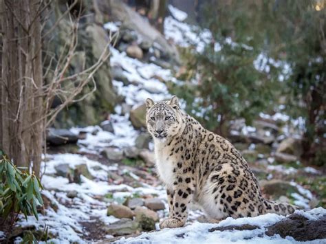 International Snow Leopard Day: Where to spot these ‘vulnerable ...