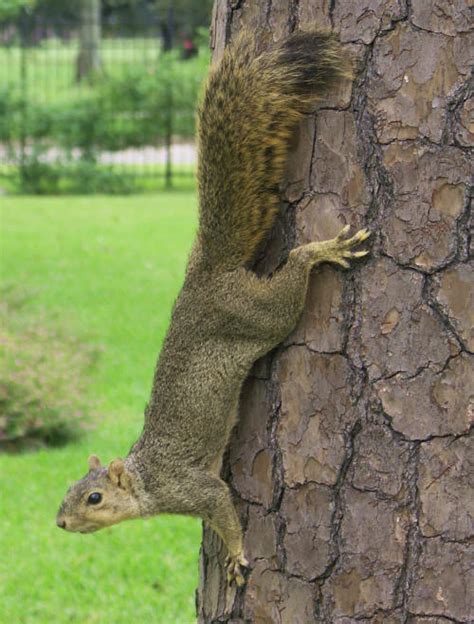 Virginia's magic garden - Squirrels