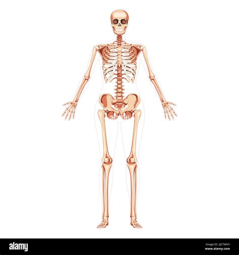 Women Skeleton Human body bones of female concept with open hands. Lady ...