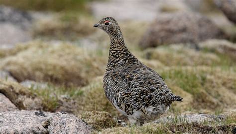 Plants & Animals That Live in the Tundra | Sciencing