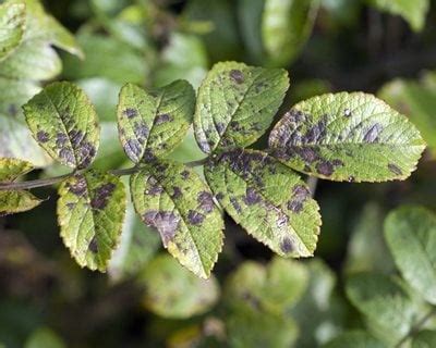 How to Treat Black Spot on Roses | Garden Design