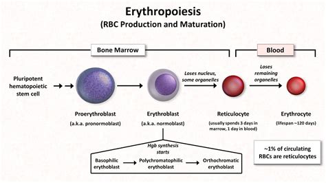 Red Blood Cell Development Stages