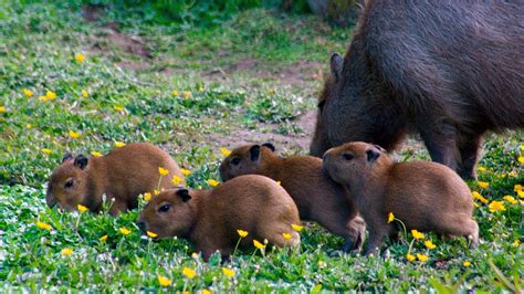 Baby capybaras born at Exmoor Zoo | ITV News West Country