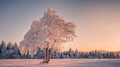 Snow Covered Trees In Snow Field During Daytime 4K HD Nature Wallpapers ...