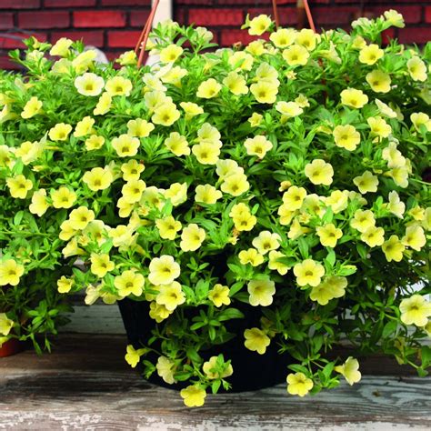 Calibrachoa 'Million Bells Yellow' | Suttons