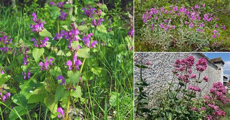 14 Beautiful Weeds with Pink Flowers | Balcony Garden Web