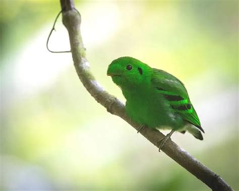 Green Broadbill - Facts, Diet, Habitat & Pictures on Animalia.bio