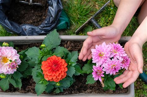 Dahlia Care - How to Plant, Grow and Help Them Thrive