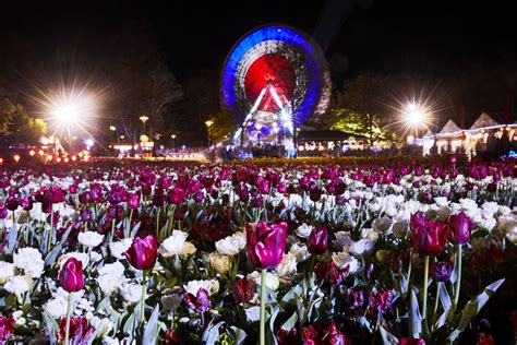 Floriade NightFest 2024 | Local Events | Novotel Canberra