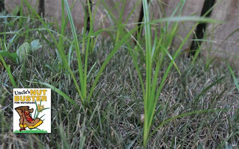 How to Get Rid of Nutgrass or Nutsedge - Grass Pad