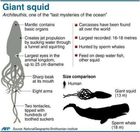 Giant squid filmed in Pacific depths, Japan scientists report