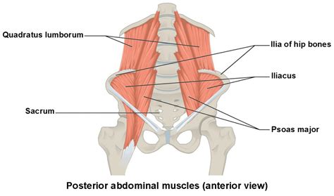 Axial Muscles of the Abdominal Wall and Thorax | Anatomy and Physiology I