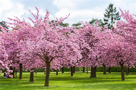 Vancouver's massive Cherry Blossom Festival returns April 2020. - Sell ...