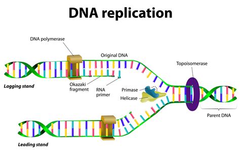 DNA Structure & DNA Replication - Biology Online Tutorial