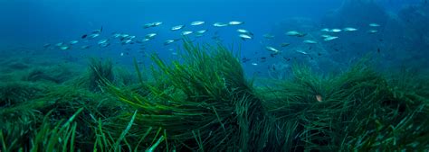 Batangas Beach Resorts : 6 Things About Seagrass Every Diver Should Know