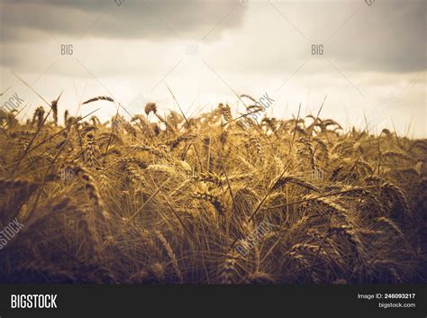 Wheat Field Background Image & Photo (Free Trial) | Bigstock