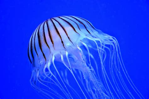 30 Fascinating And Interesting Facts About Jellyfish - Tons Of Facts