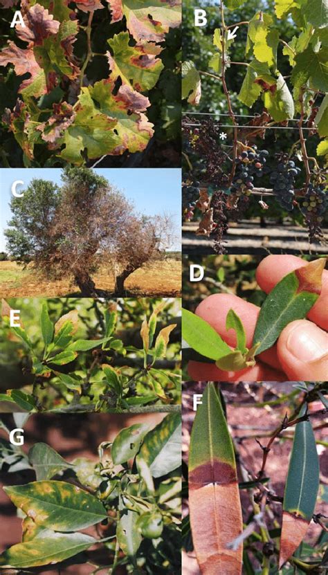 Host symptoms associated with Xylella fastidiosa infection. (A) Leaf ...