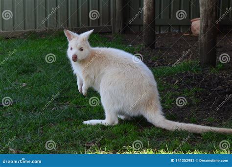 Australia White Kangaroo TAS Wild Zoo Stock Photo - Image of australia ...