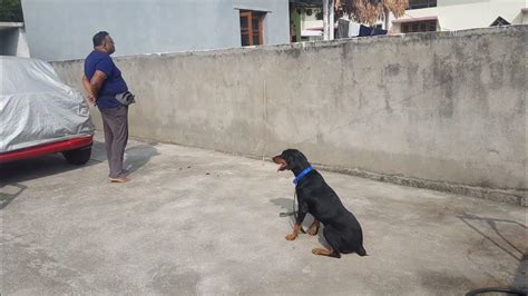 Doberman Training - YouTube