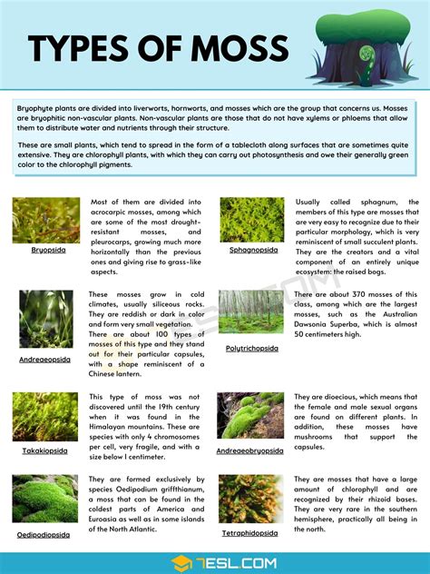 8 Types of Moss with Pictures • 7ESL | Types of moss, Moss plant, Moss