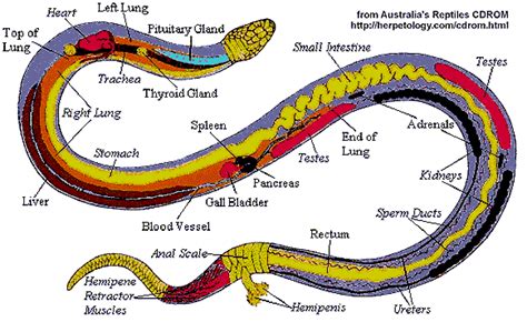 Physiology - Eastern Milk Snake