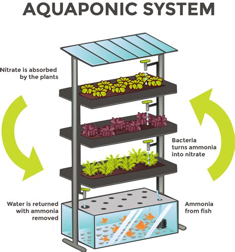 A Geat Source of Organic Vegetables – The Aquaponics Agriculture ...