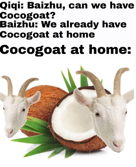 Cocogoat in a literal sense : r/Genshin_Memepact