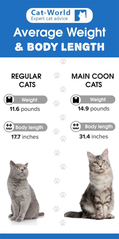 Maine Coon Size Compared to a Normal Cat - Cat-World