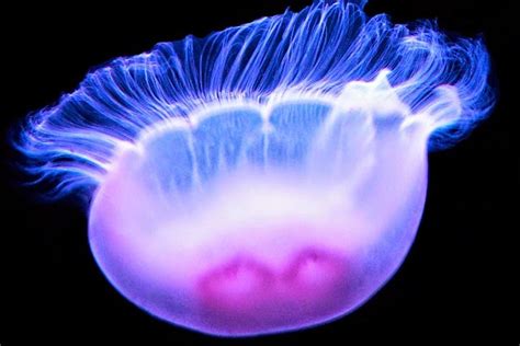 Bioluminescent | Bioluminescent jellyfish, Bioluminescence, Jellyfish