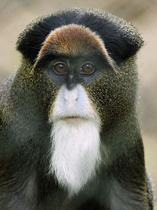 De Brazza's monkey | Cercopithecus neglectus facts