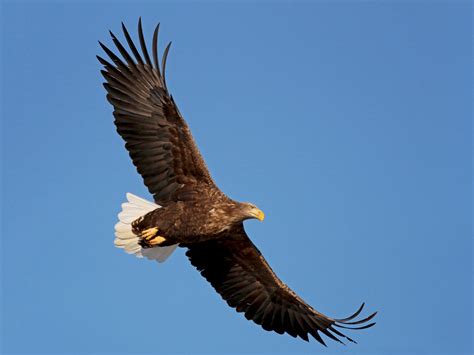 White Tailed Eagle