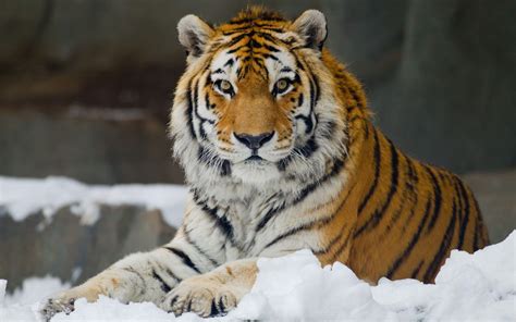 🔥 Download Siberian Tiger Wallpaper by @tgreene | Siberian Tiger ...